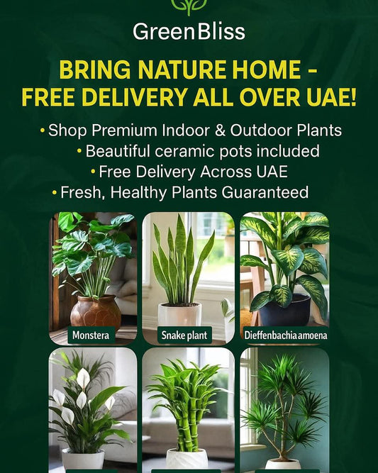 Indoor 6 Air-Purifying Bundle stylish ceramic pots