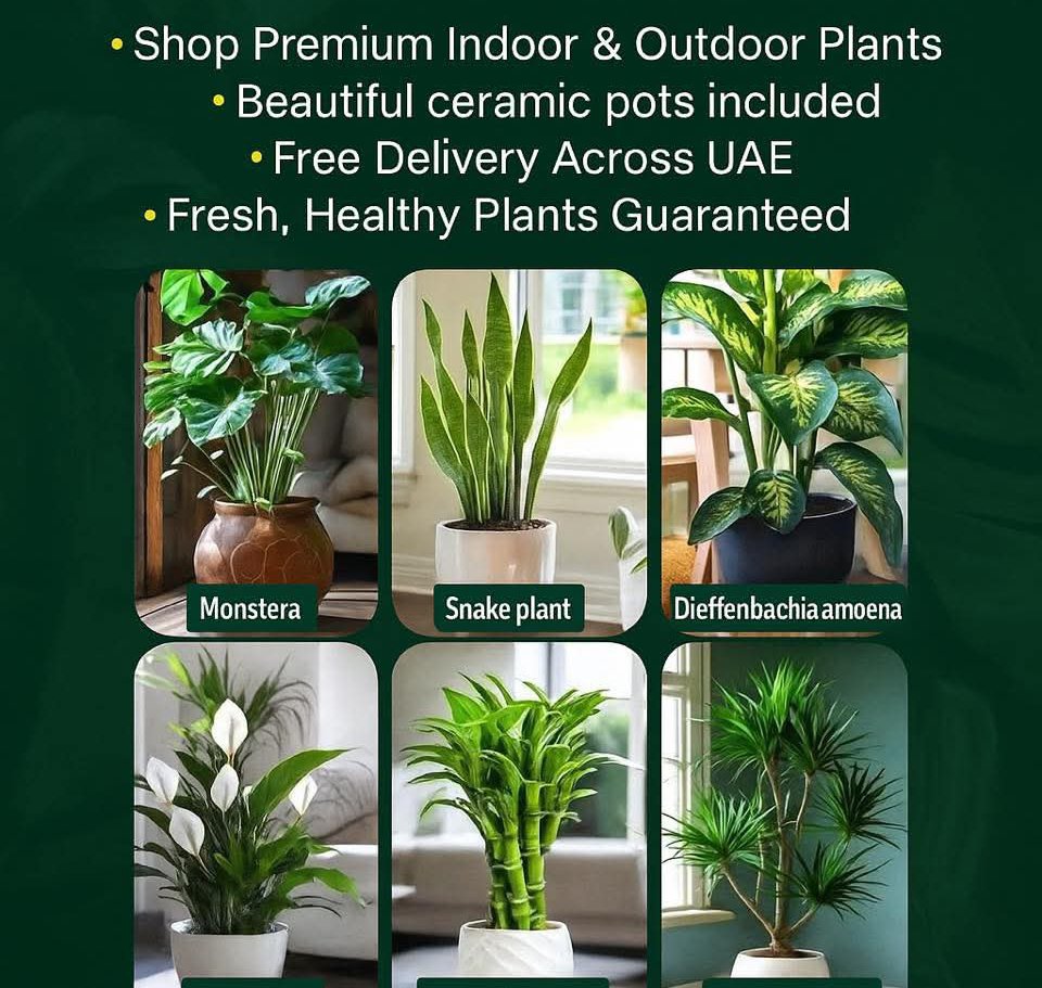 Indoor 6 Air-Purifying Bundle stylish ceramic pots