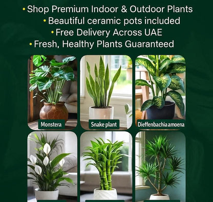 Indoor 6 Air-Purifying Bundle stylish ceramic pots