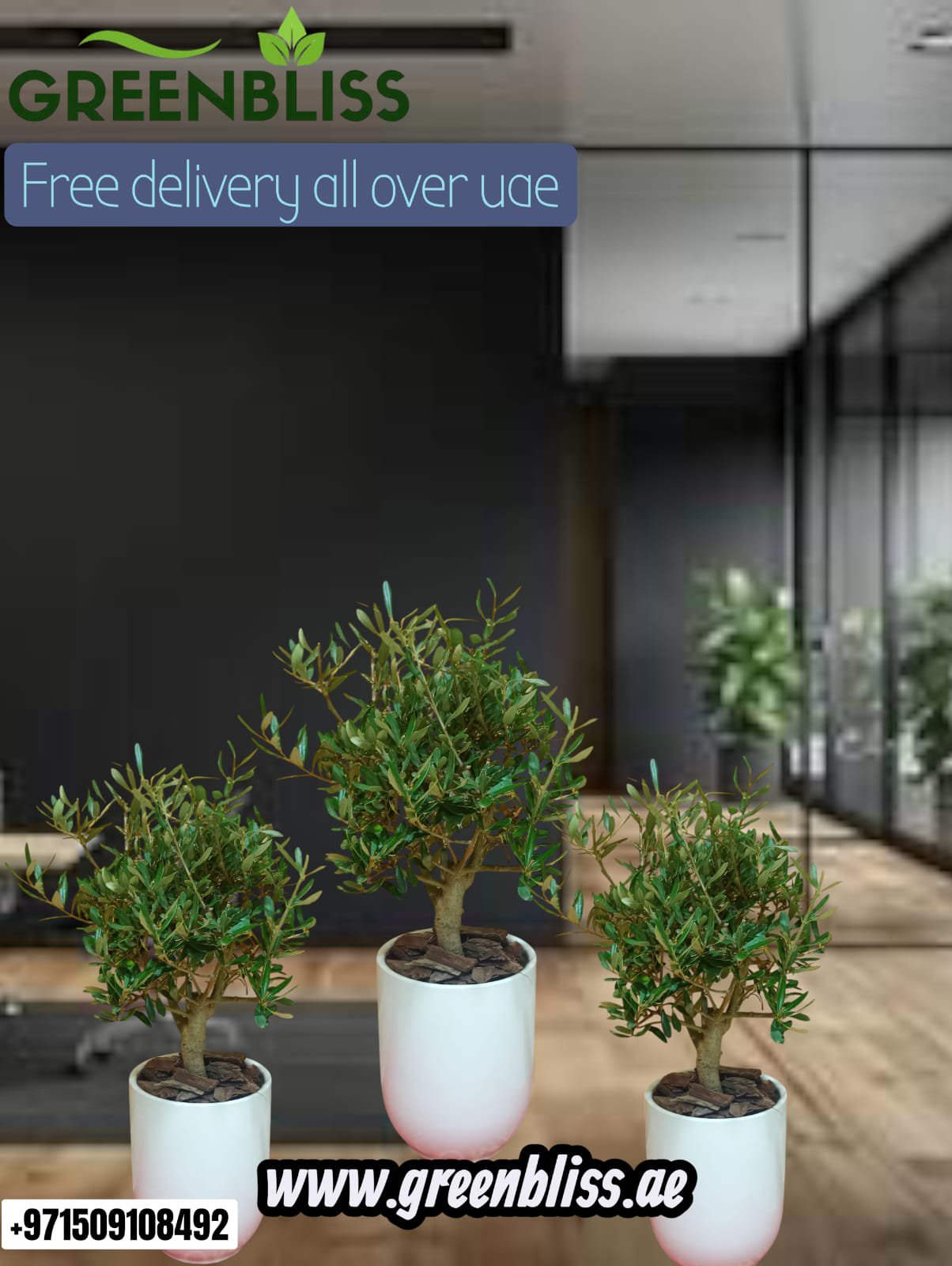 Olive Dwarf Indoor - Olive Bonsai 3 plants bundle