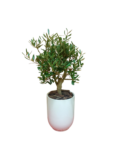 Olive dwarf indoor bonsai