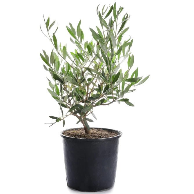 Olive dwarf indoor bonsai