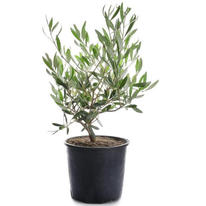 Olive dwarf indoor bonsai