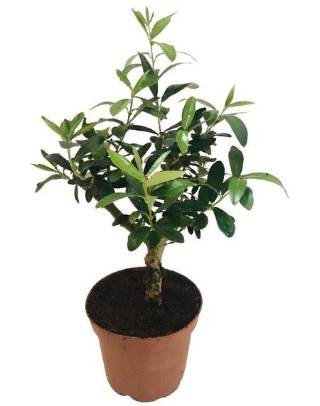 Olive dwarf indoor bonsai
