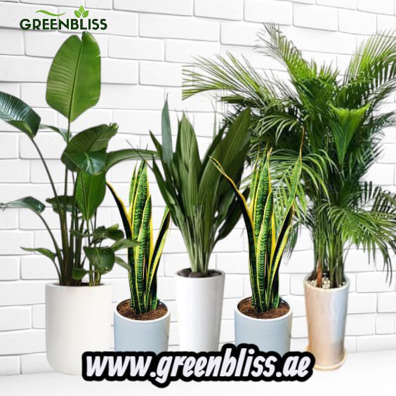 5 Best Air-Purifying indoor plants bundle in ceramic pots