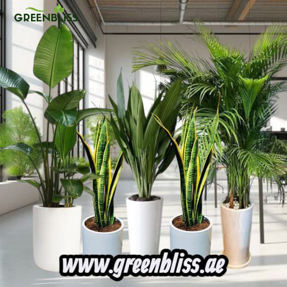 5 Best Air-Purifying indoor plants bundle in ceramic pots