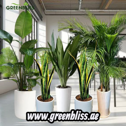 5 Best Air-Purifying indoor plants bundle in ceramic pots