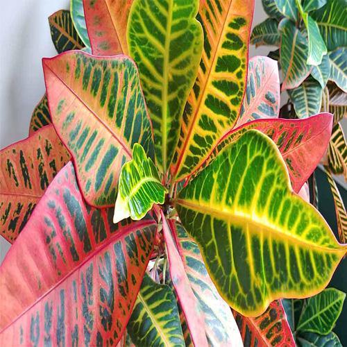 Codiaeum Variegatum Croton, Garden croton