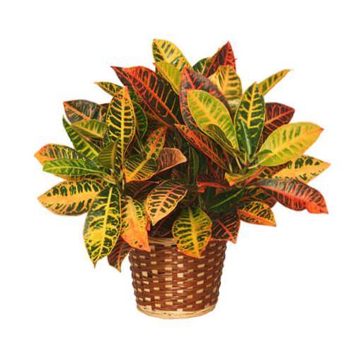 Codiaeum Variegatum Croton, Garden croton