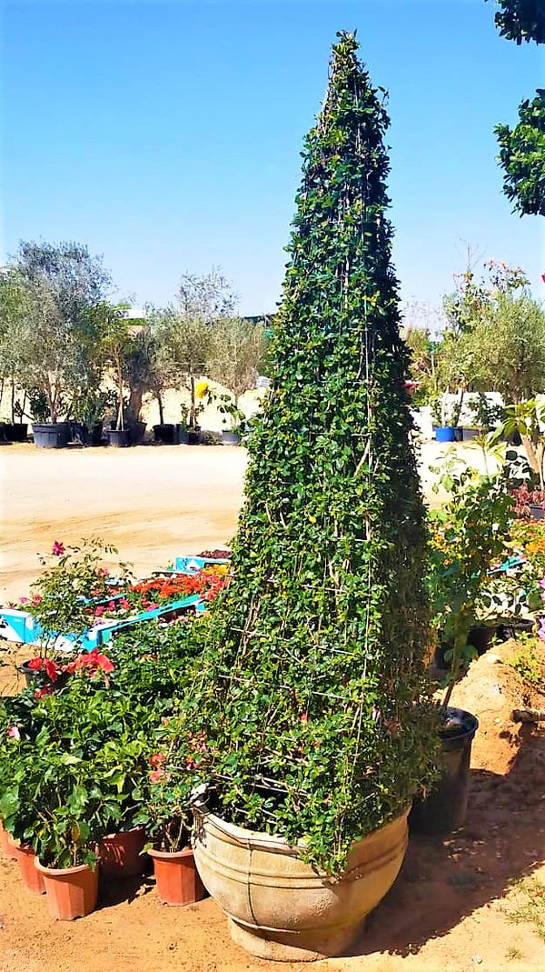 Ehretia Big (Different Shapes)