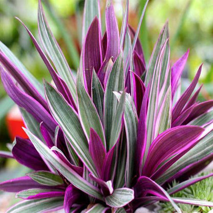 Rhoeo Discolor, Moses In The Cradle (small)