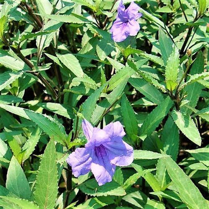 Ruellia Ciliosa, Wild Petunia (small)