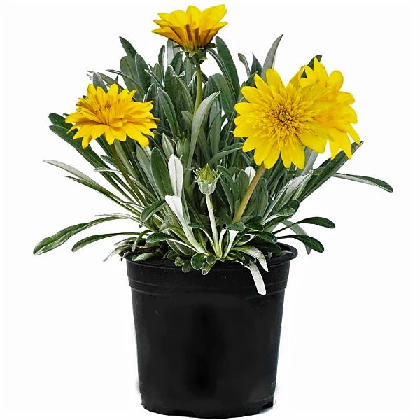 Gazania Uniflora, Treasure Flower (small)