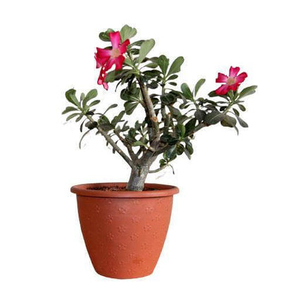Adenium Obesum, Desert Rose