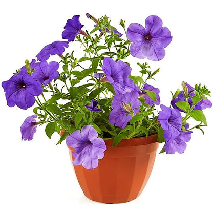 Ruellia Ciliosa, Wild Petunia (small)