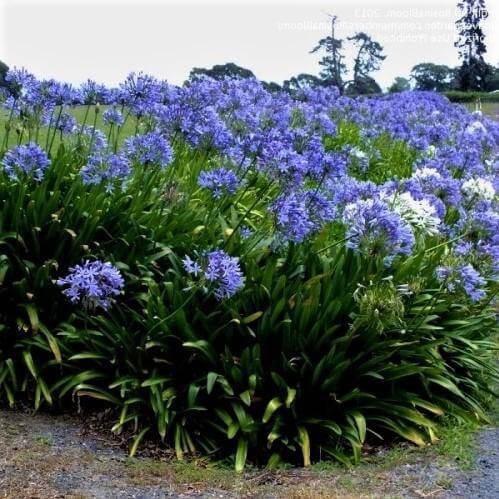 Agapanthus African, African Lily