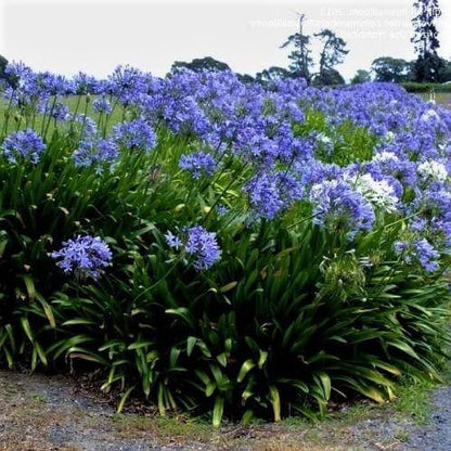 Agapanthus African, African Lily