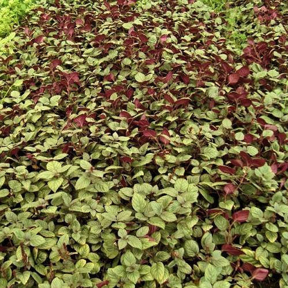Ajuga Reptans, Bugleherb (small)