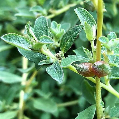 Atriplex semibaccata, Salt Bush