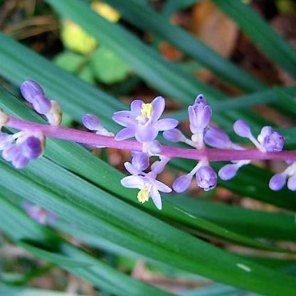 Liriope Muscari, Lilyturf