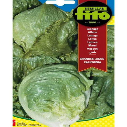 Lettuce Grandes Lagos California Seeds
