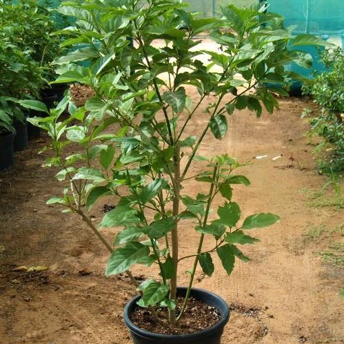 Cestrum Diurnum, Day King