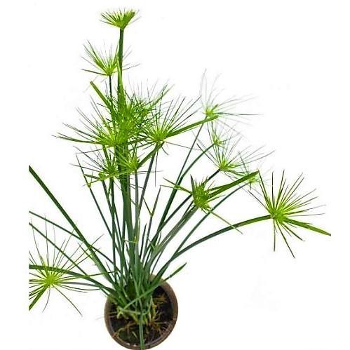 Cyperus Haspan, Dwarf Cyperus