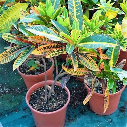 Codiaeum Variegatum, Croton Outdoor Mix