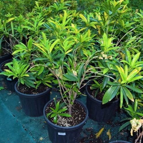 Codiaeum Variegatum, Croton Outdoor Mix
