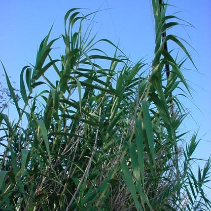 Arundo Donax, Giant Reed