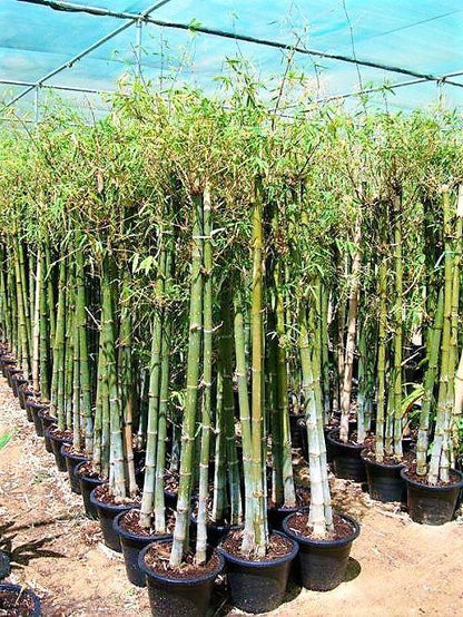 Bambus Green, Tropical Bamboo