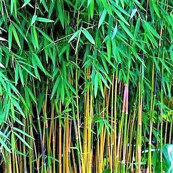 Bambus Green, Tropical Bamboo