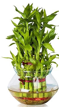 Lucky Bamboo Steps, Dracaena Sanderiana