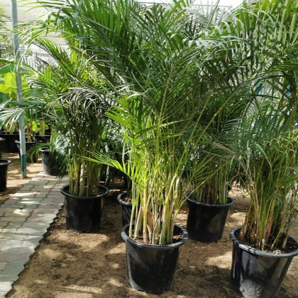Areca Palm , Chrysalidocarpus lutescens (Outdoor)