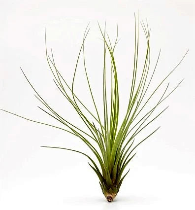 Tillandsia Juncifolia