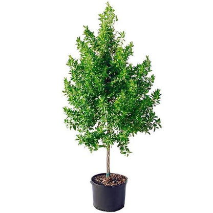 Damas tree, Conocarpus erectus