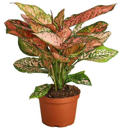 Aglaonema sp, Lady Valentine
