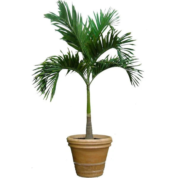 Manila Palm, Veitchia Merrillii
