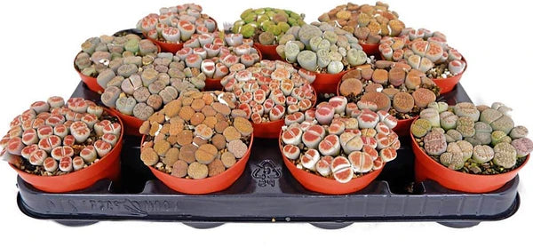 Living Stones , Lithops