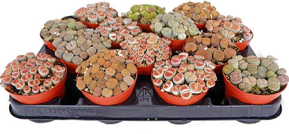 Living Stones , Lithops