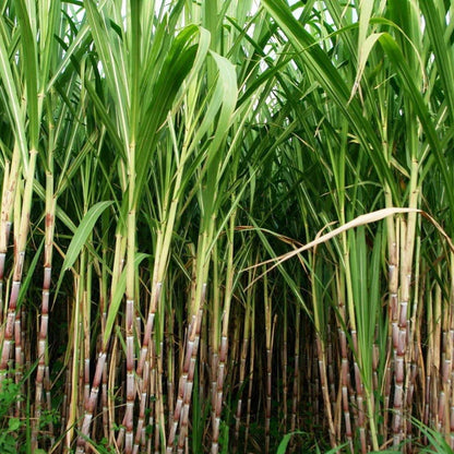 Saccharum Officinarum, Sugarcane, قصب السكر