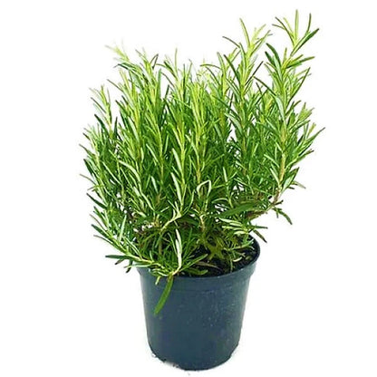 Rosmarinus Officialis, Rosemary Herb Indoor