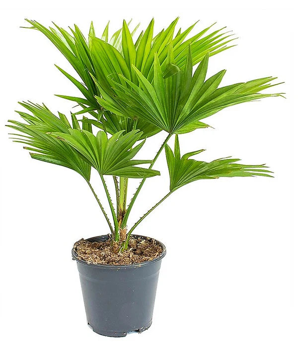 Livistona Palm, Footstool Palm, Table Palm, Fan Palm