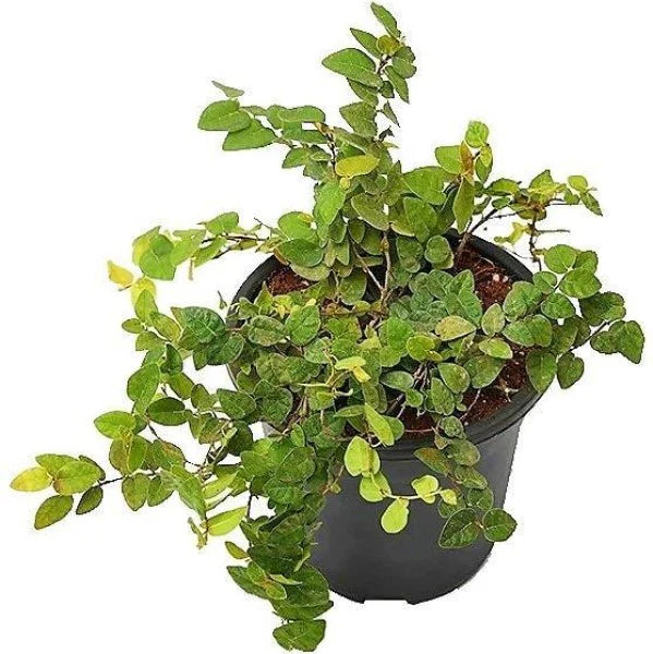 Climbing Fig, Ficus Pumila Indoor (Small Pot)