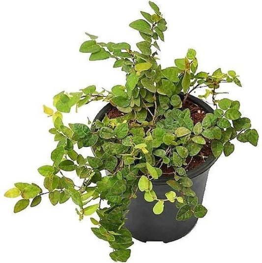 Climbing Fig, Ficus Pumila Indoor (Small Pot)