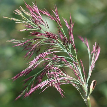 Phragmites Australis, Common Reed
