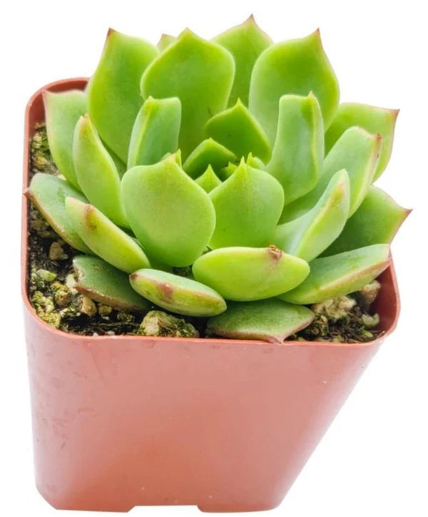 Echeveria succulent