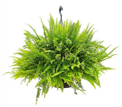 Nephrolepis exaltata, Green Lady, Boston Fern or Sword Fern