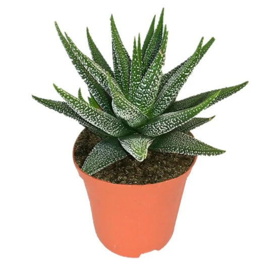 Zebra Cactus, Haworthia Fasciata Concolor 10 - 15cm