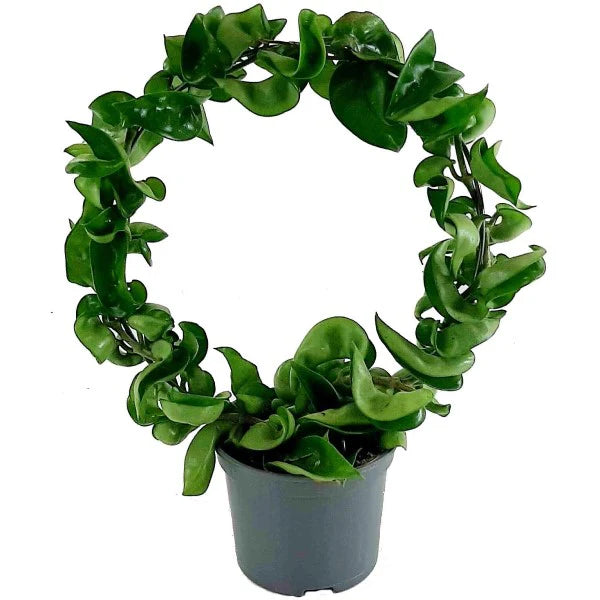 Rope Plant, Hoya Carnosa Compacta, Porcelain Flower